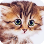 cute animal wallpapers 4k android application logo